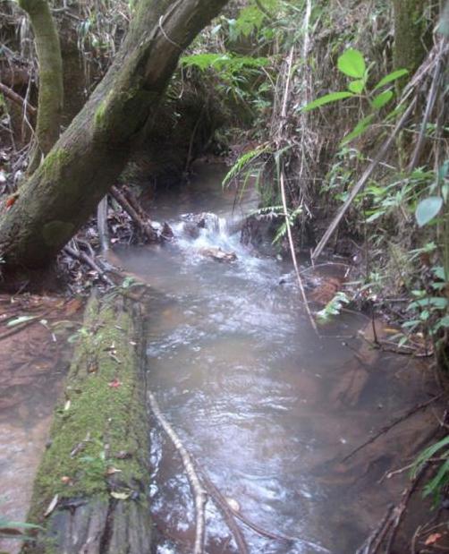 Habitat in the Santa Maria/Torta tributary drainage of the upper rio Paraná, Brazil.