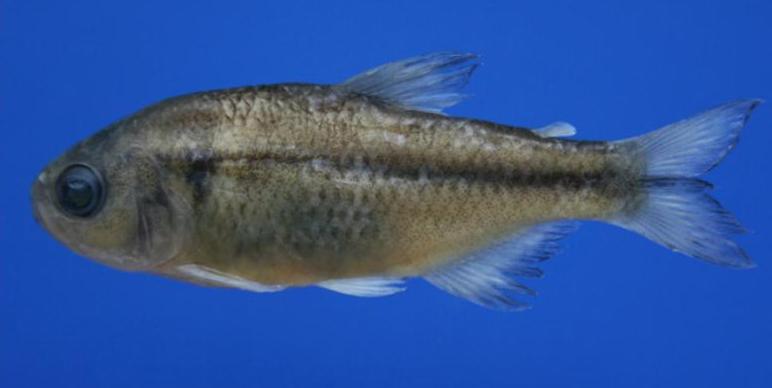 Preserved specimen.