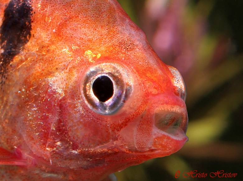 Head detail; ornamental 'fairy-fin' form.
