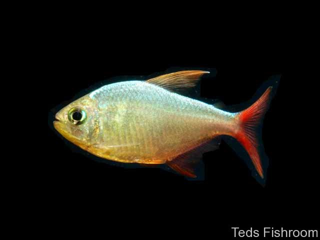 Adult male.
