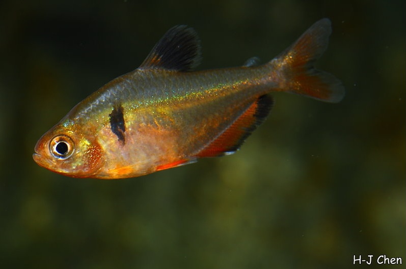 Young adult specimen.