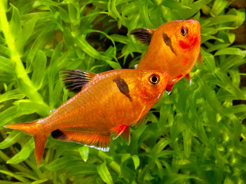 The most common form of this species has a vertically-elongate humeral spot.