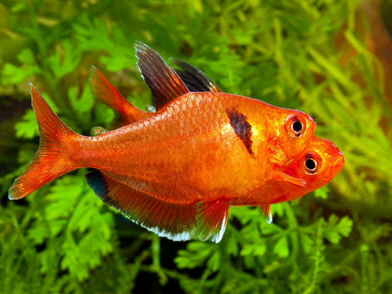 Specimens from the UK aquarium trade.