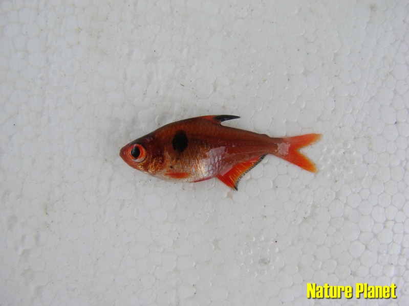 Wild specimen from an unspecified locality in Brazil.