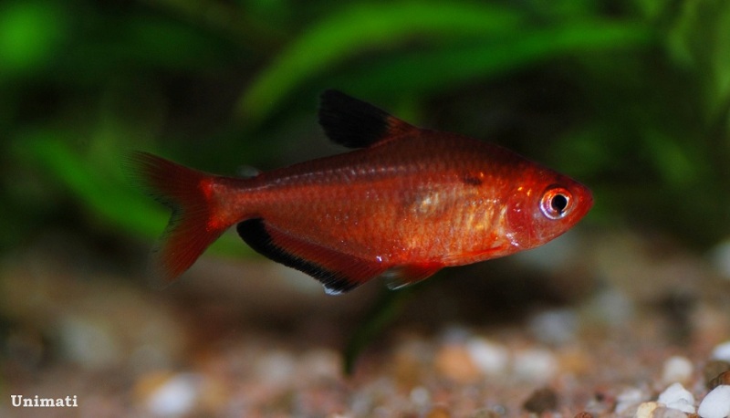 Specimen with very small humeral spot.