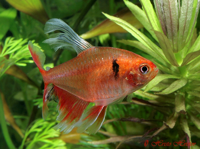 The 'fairy-fin' strain is one of a number of selectively-bred ornamental varieties of this species.