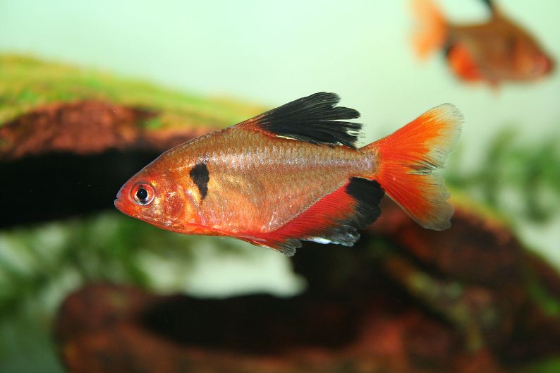 Ornamental 'long-finned' form.