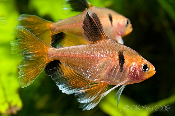 Ornamental 'long-finned' strain.