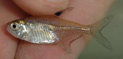 Female specimen from the Río Coatzacoalcos basin.