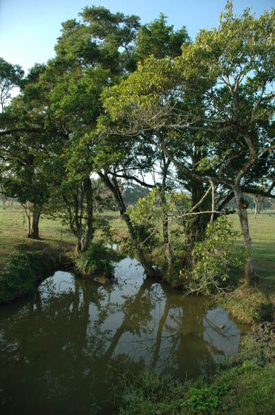 Habitat in the Río Coatzacoalcos basin, Veracruz province, southern Mexico.