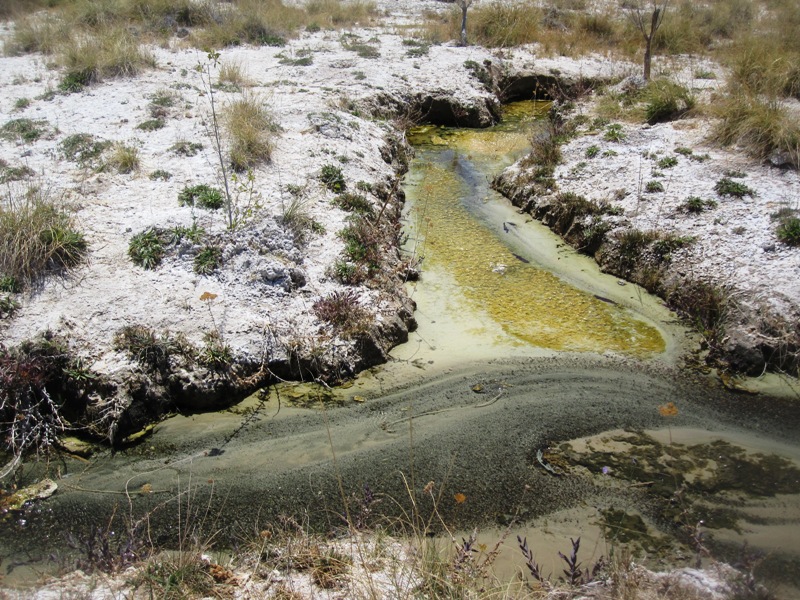 This species is known only from the spring system of San Diego de Alcalá in Chihuahua state, northern Mexico.