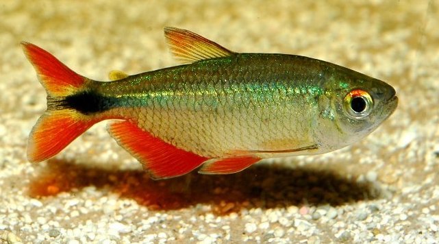 This species is not strictly a tropical fish despite usually being sold as such.