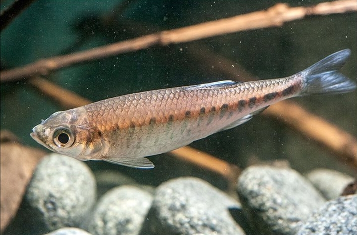 Specimen from Kodagu (aka Coorg) district, Karnataka state.