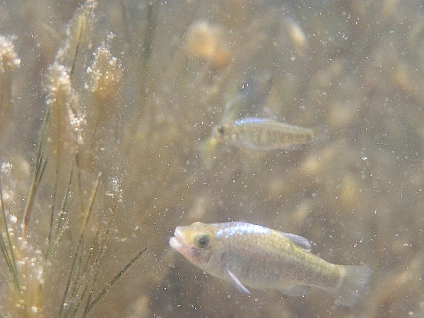 Specimen in its natural habitat; note the protruding nasal appendage.