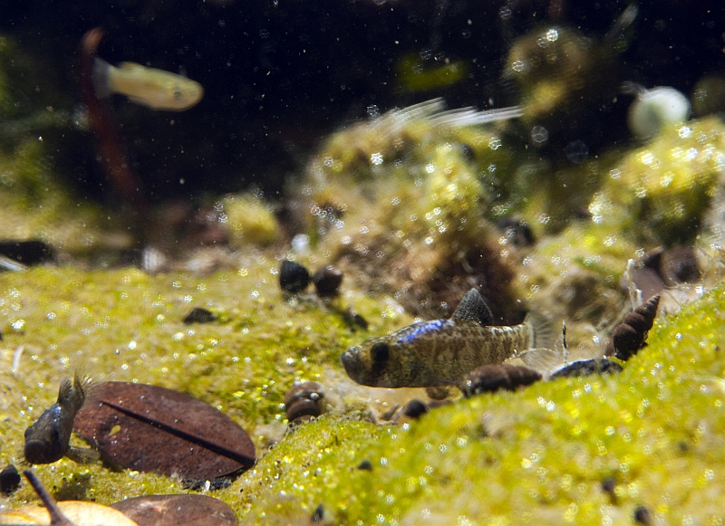 Males of C. desquamator in their natural habitat.