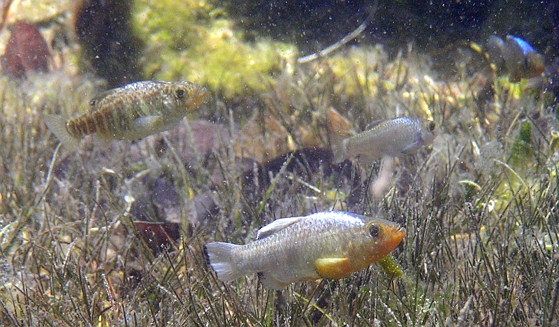 In its natural habitat, Crescent Pond, The Bahamas; female above, nuptial male below.