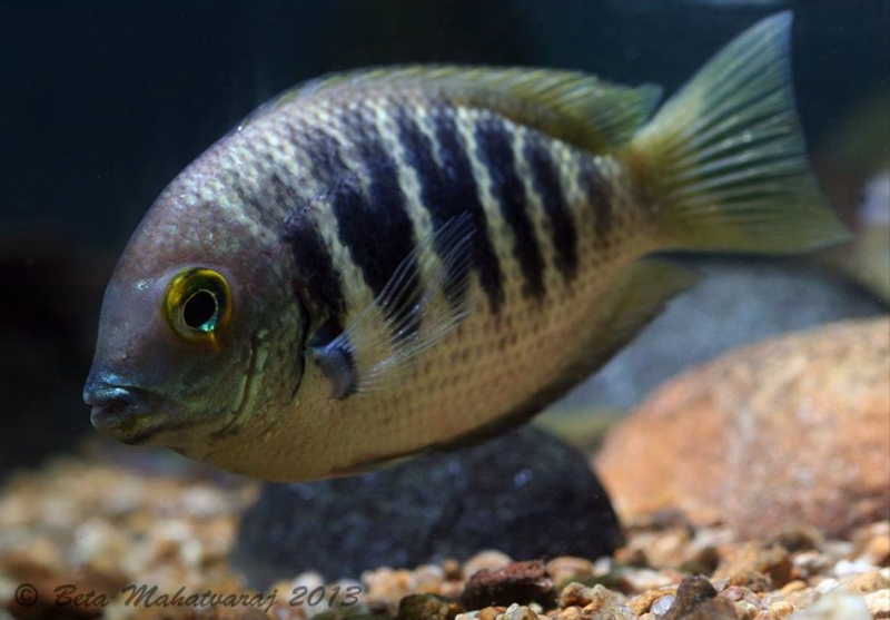 Adult individual in the aquarium.