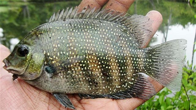 Sexually mature specimen from Alappuzha, Kerala, southwestern India.