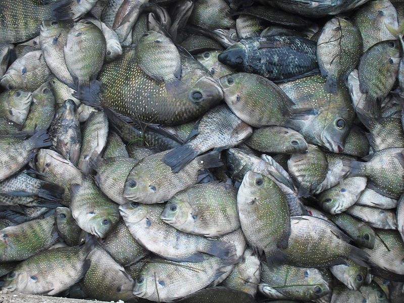 Specimens collected by fishermen in Chilika Lake in Odisha state, India, the World's second largest coastal lagoon.