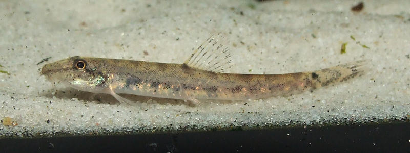 Newly-imported specimen from the German aquarium trade.