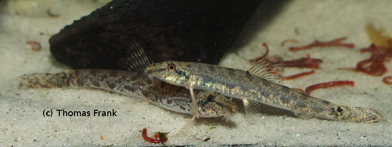 These fish were traded as the congener K. hipporhynchos.