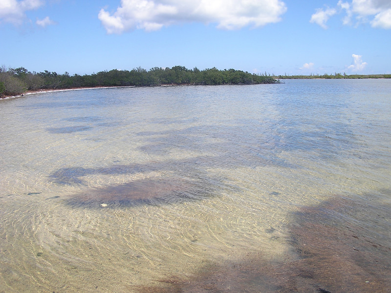 Little Lake on San Salvador Island, the Bahamas is a natural habitat of this species.