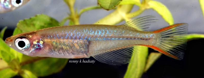 Adult male individual.