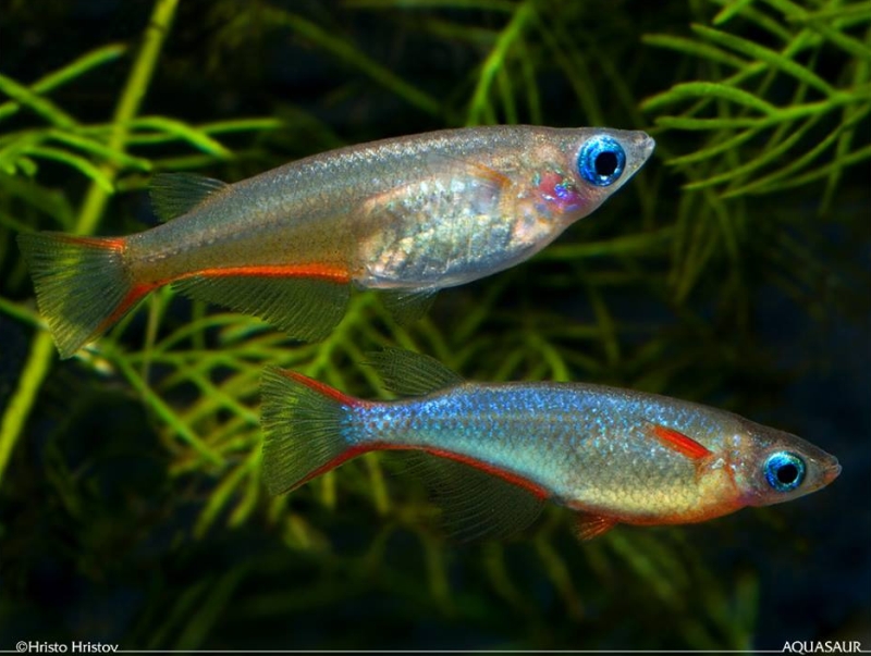 Adult pair, female top.