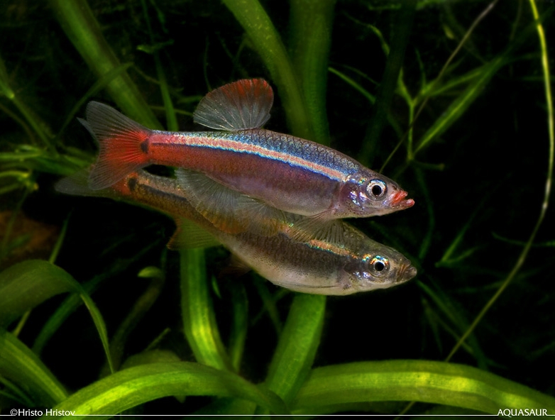 Adult pair; male at front.