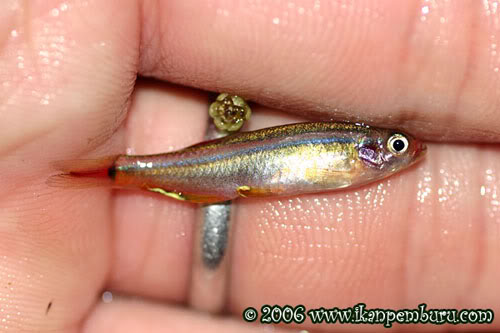 Wild individual from the habitat in the preceding image.