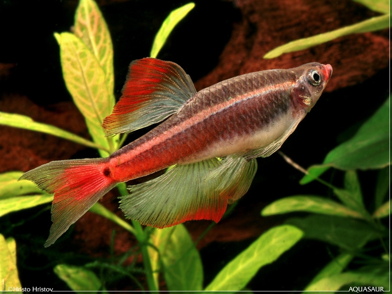Adult female of the long-finned strain.