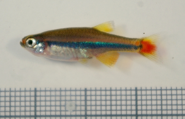 This species is similar to T. micagemmae but lacks red pigmentation in the ventral and anal fins.