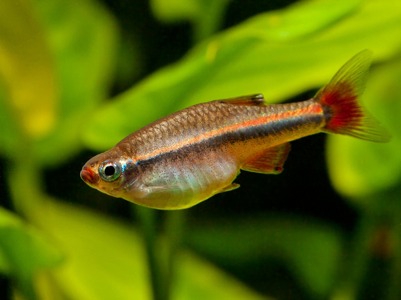 Adult female.