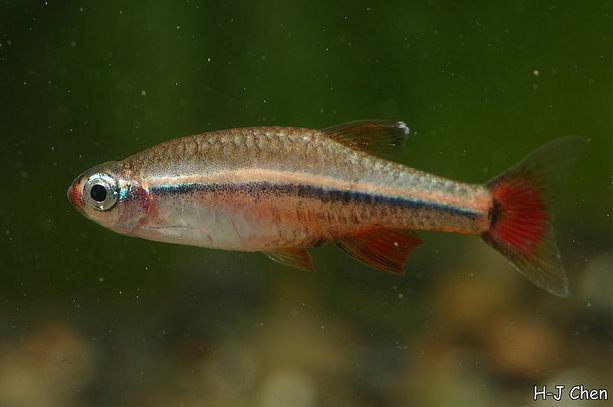 Female specimen.