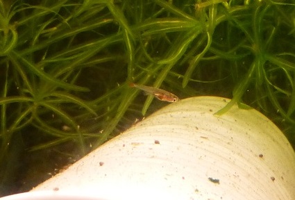 Fry at two weeks of age and approximately 10 mm TL.