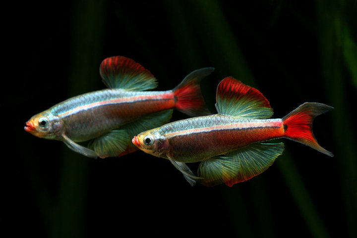 Males of the ornamental long-finned strain in aggressive mood.