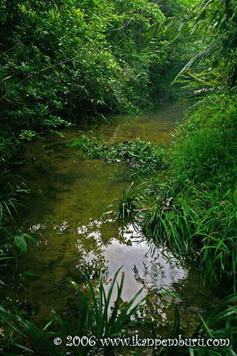 Habitat at Wangzi Mountain, Guangdong province, China.