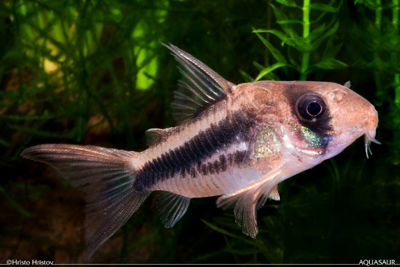 Young specimen.