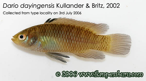 Adult female.