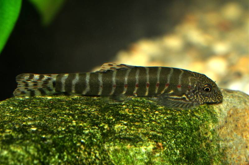 Erromyzon species are specialised grazers of benthic algae plus associated micro-organisms.