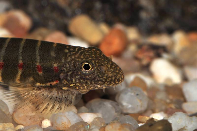 Detail of head and anterior portion of body.