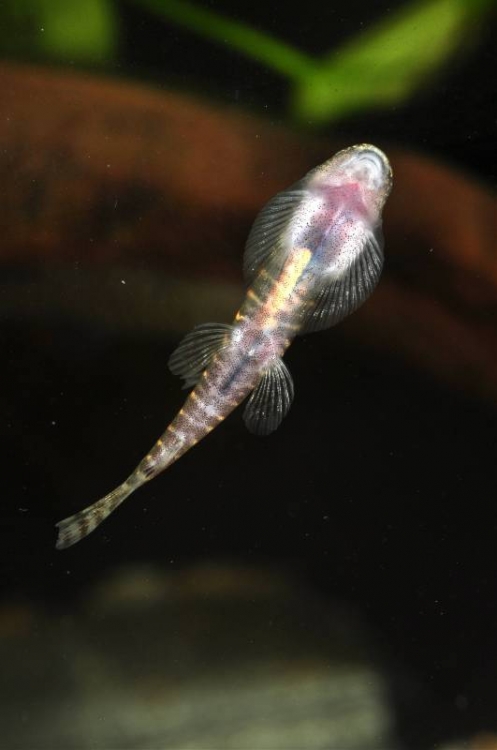 Ventral view of small specimen.