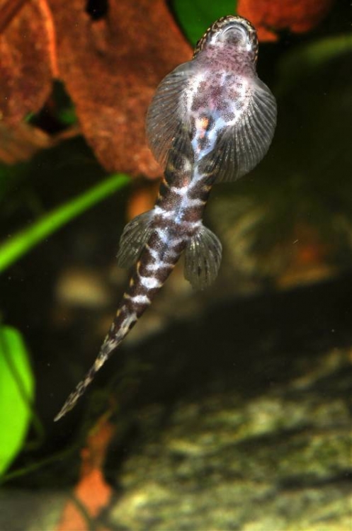 Ventral view of large specimen.