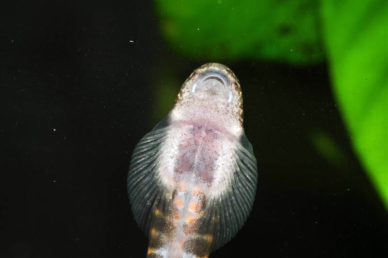 Ventral view of head and anterior portion of body; small specimen.