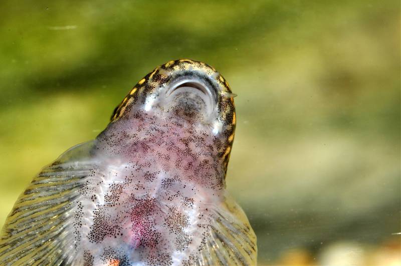 Ventral view of head and anterior portion of body; large specimen.
