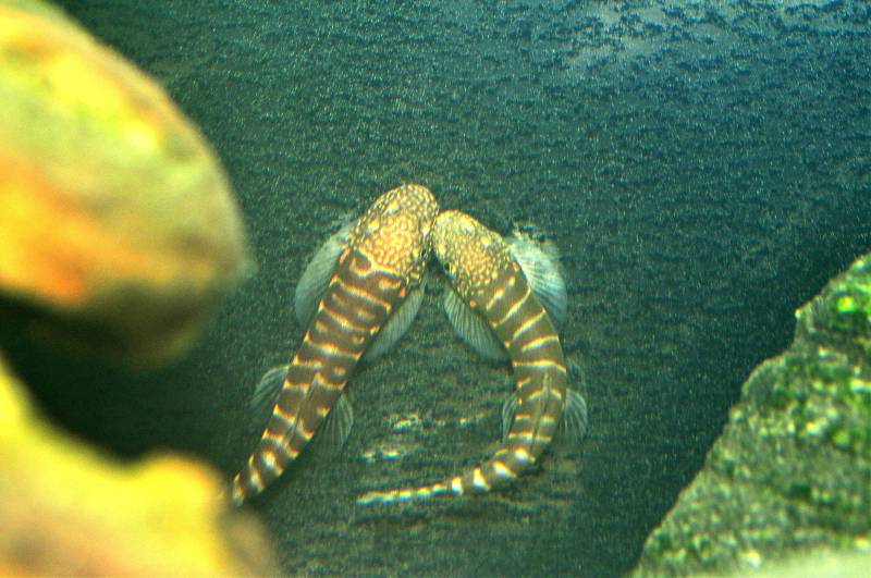 This species is territorial to an extent and individuals within a group will often be observed sparring for dominance.