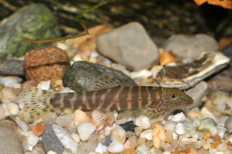 Young specimen.