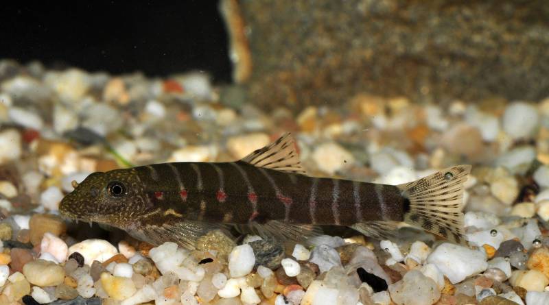 Older individual.