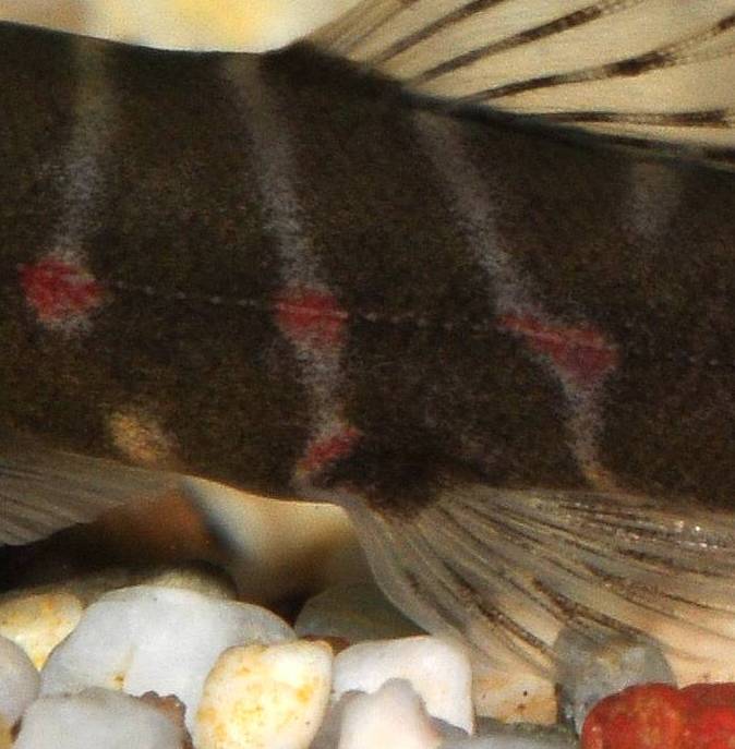 Flank detail.