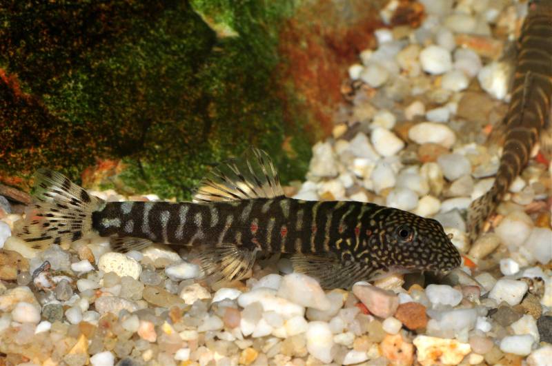 Large specimen with aberrant colour pattern; it remains unclear if this is representative of a typical adult.